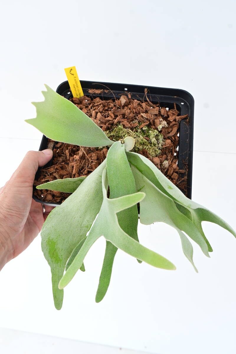 P.willinckii cv.Pedro Tatsuta TC③ ＠ビカ森wife 板付品 ウィ